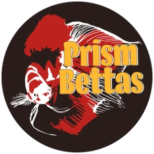 Prism Bettas