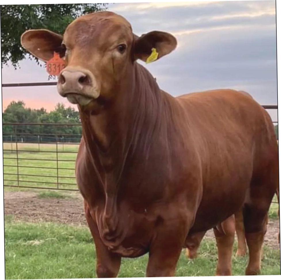 A5 Ranch