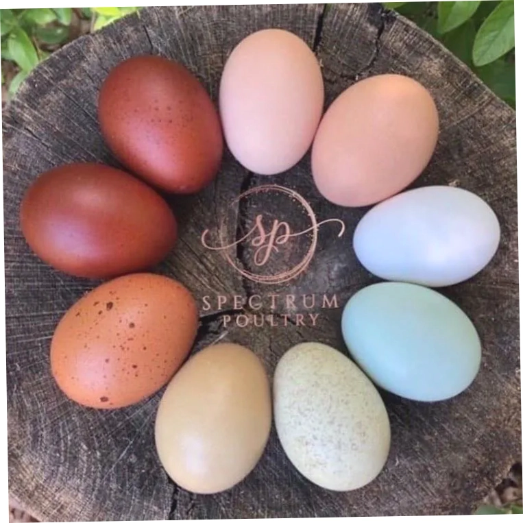 Spectrum Poultry