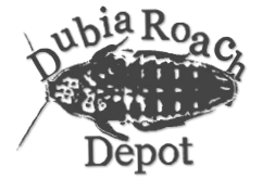 Dubia Roach Depot