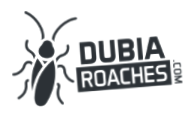 Dubia Roaches