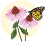 Abutterflyrelease Com