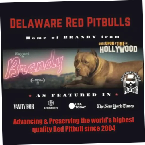 Delaware Red Pitbulls