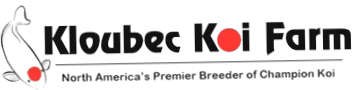 Kloubec Koi