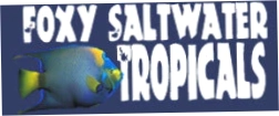 Mysaltwaterfishstore