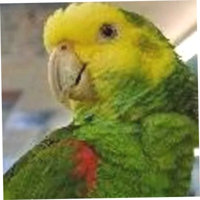 Pet World Lawrence Online