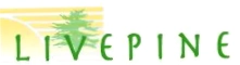 Live Pine