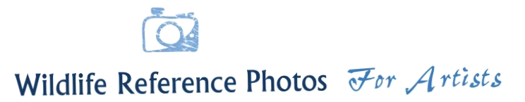 Wildlife Reference Photos